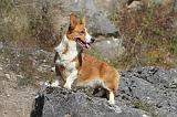 CORGI CARDIGAN 079